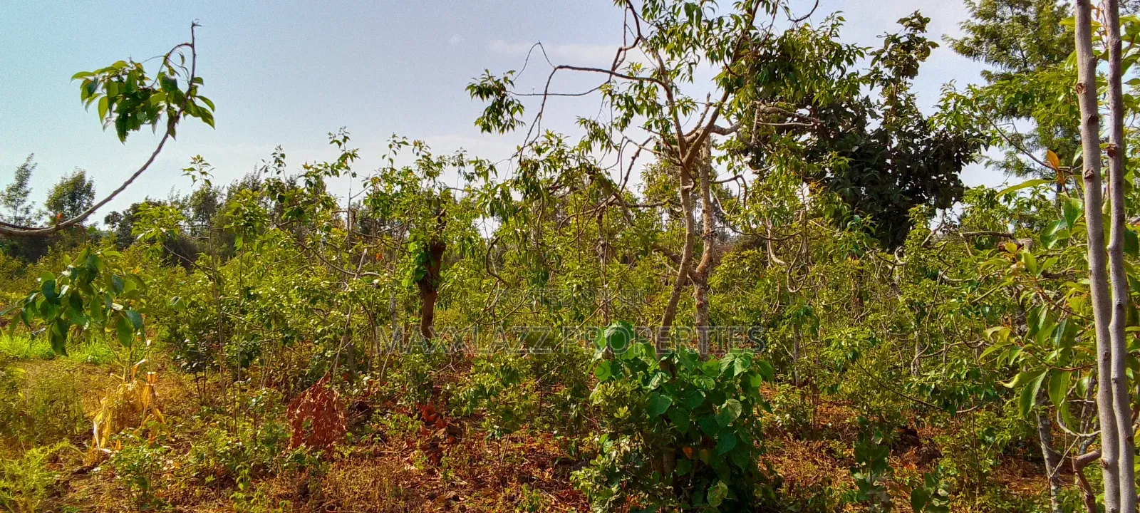 Prime Eighth Acre for Sale