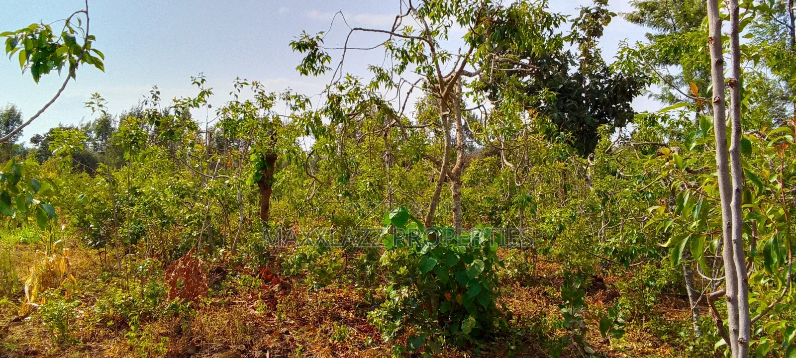 Prime Eighth Acre for Sale