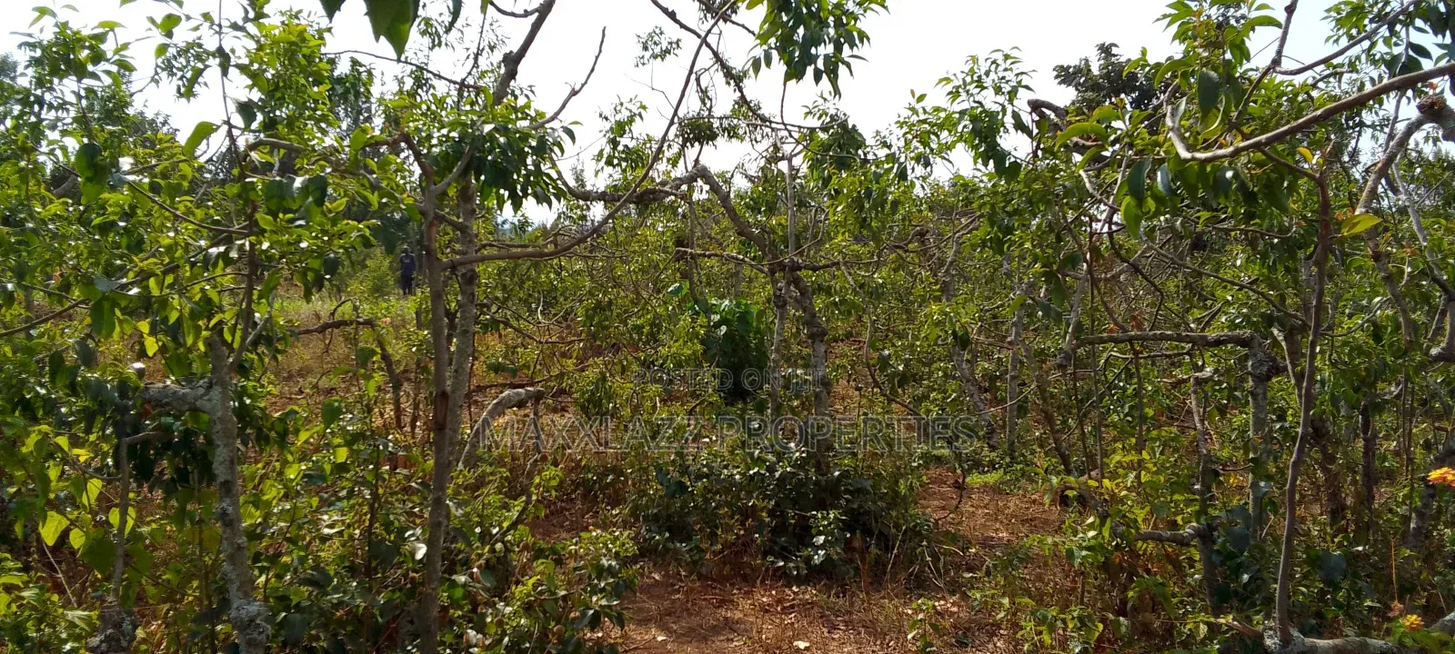 Prime Eighth Acre for Sale
