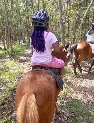Pony/Horse Rides for Kids