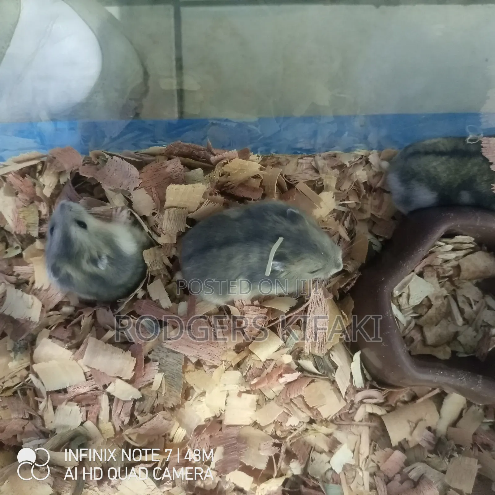 Russian Dwarf Hamster