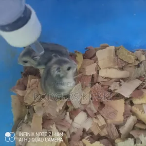 Russian Dwarf Hamster