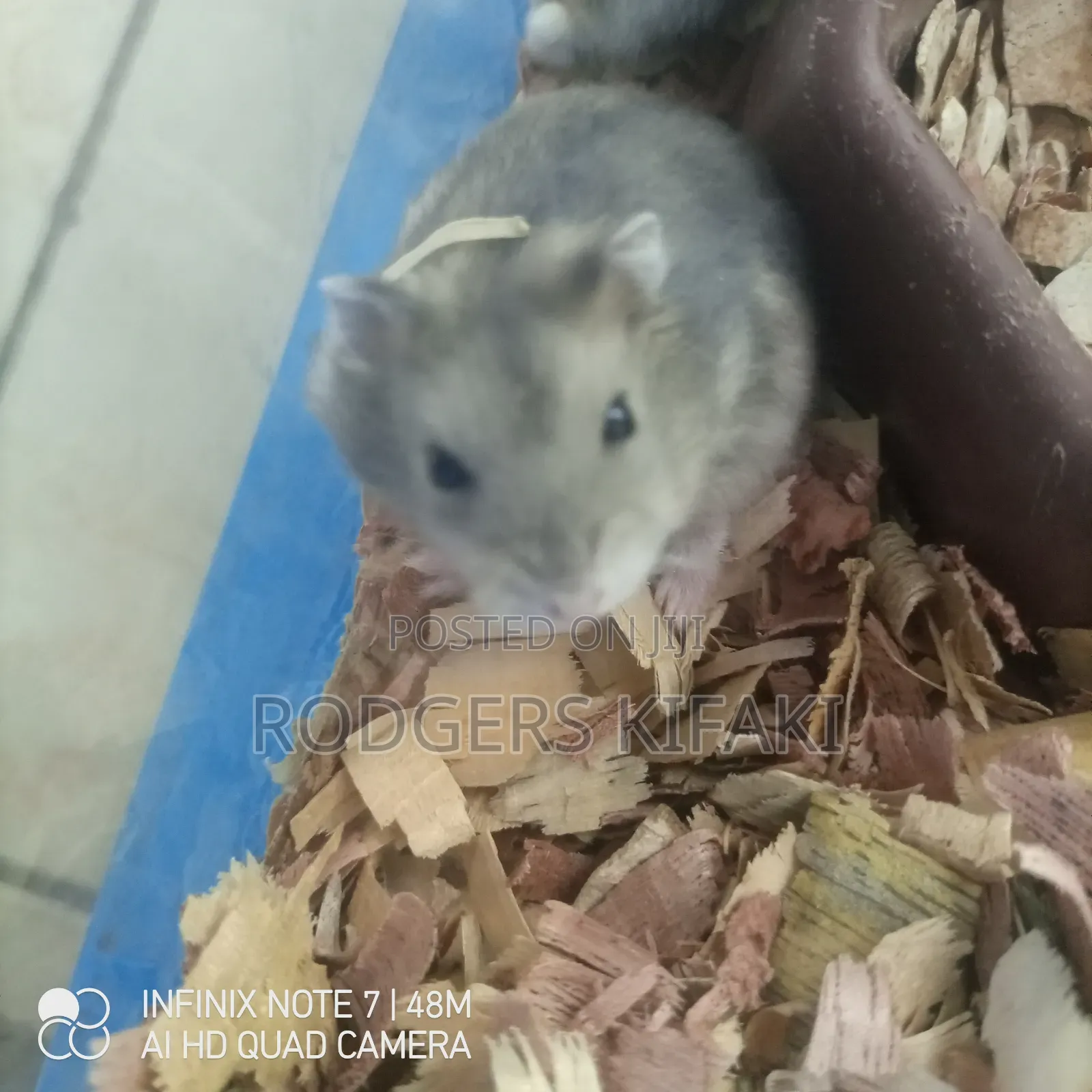 Russian Dwarf Hamster