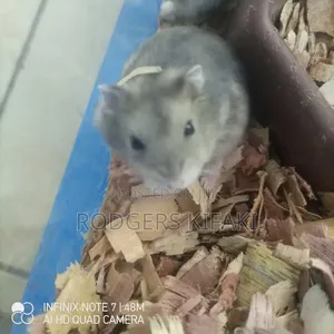Russian Dwarf Hamster