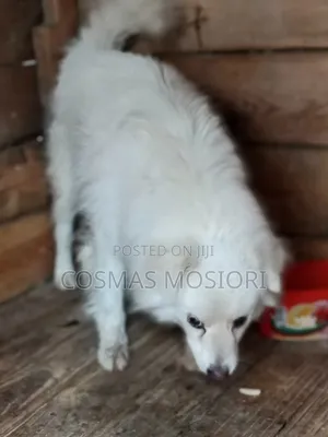 6-12 months Male Purebred Chihuahua