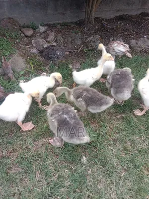 Gooselings
