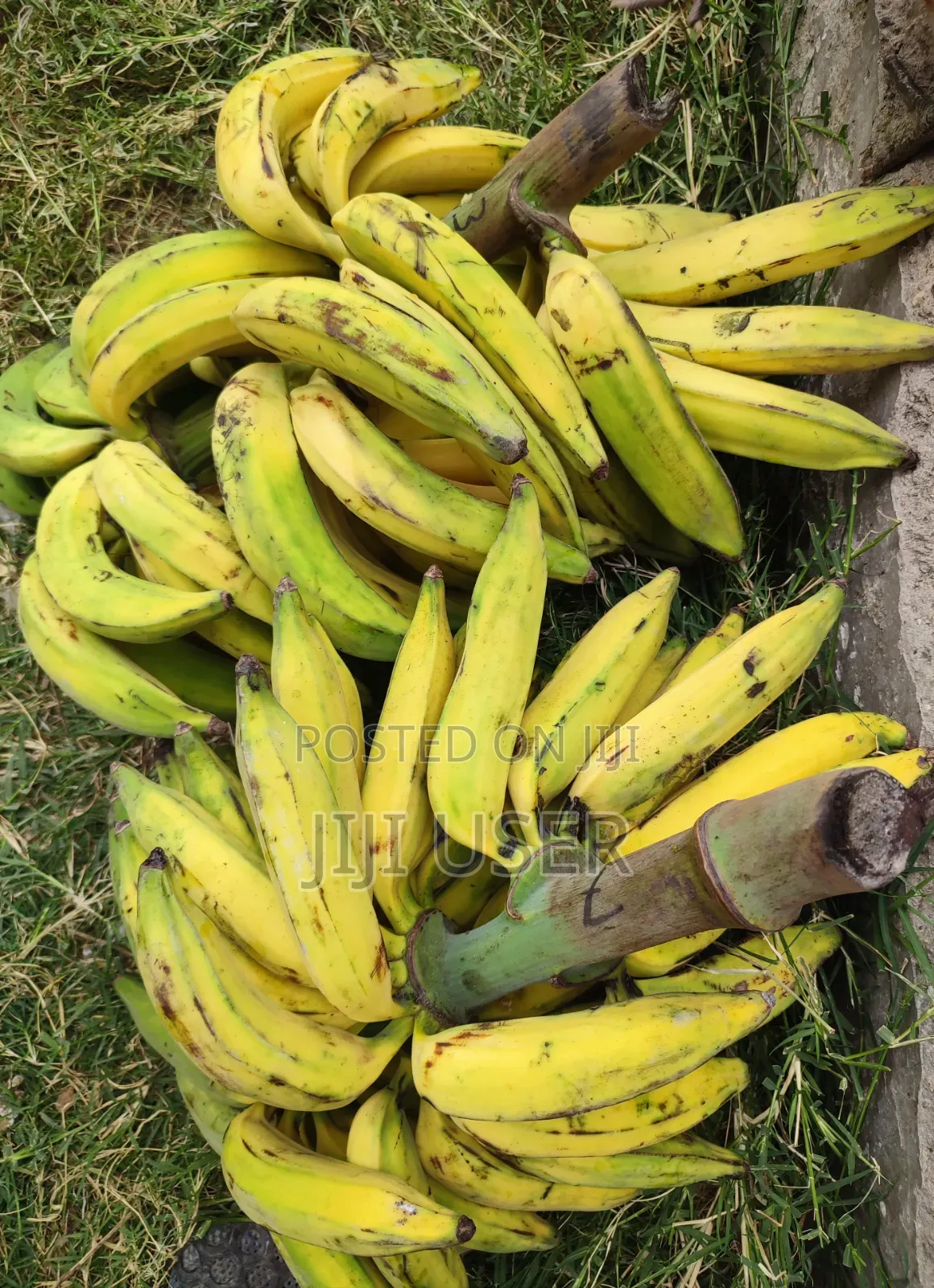 Raw Sweet Yummy Plantain