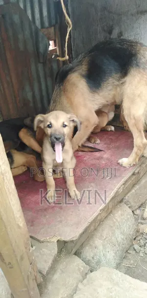 1-3 months Male Mixed Breed Dog