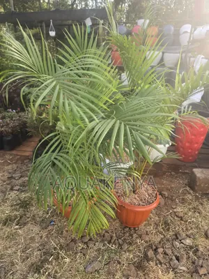 Potted Golden Palms,potted Plants