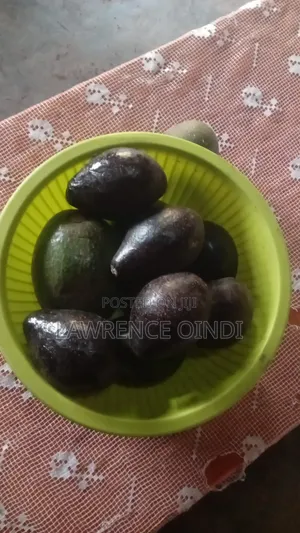Fresh Organic Avocado for Sale
