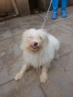 6-12 months Female Purebred Maltese Shih Tzu