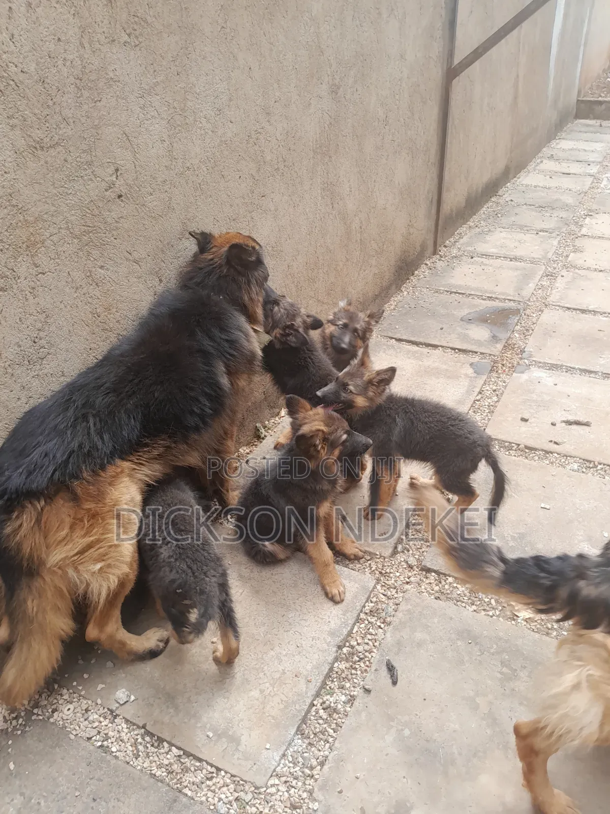 German Shepherds