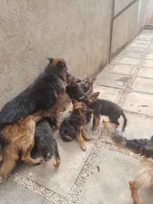 German Shepherds