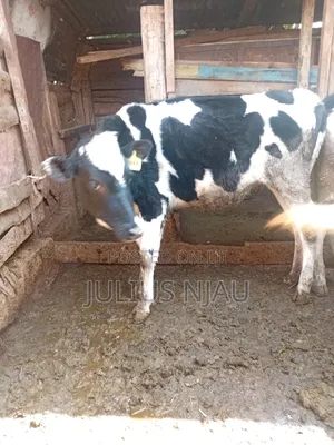 Bullying Heifer