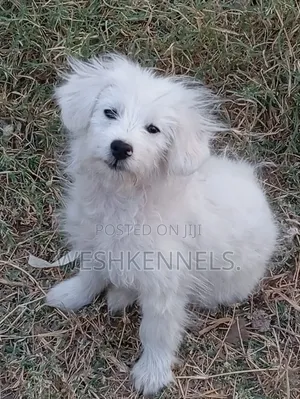 1-3 months Male Purebred Maltese