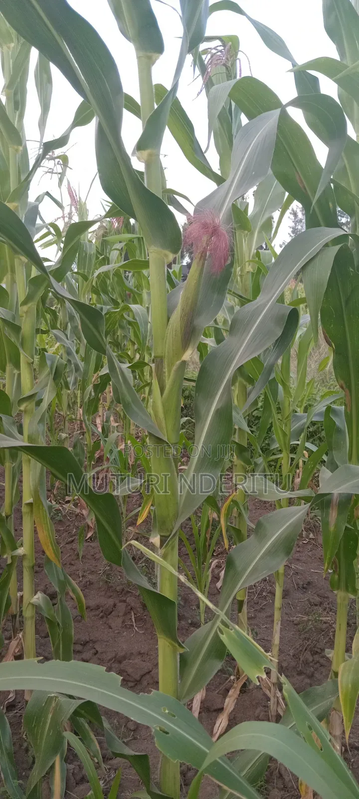 Plot for Sale