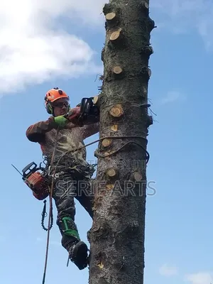 Arborist Services
