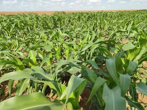 5 Acre Prime Property Marafa Malindi