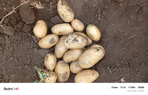 Selling Potatoes