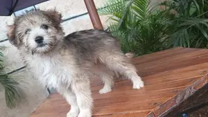 3-6 months Female Purebred Havanese