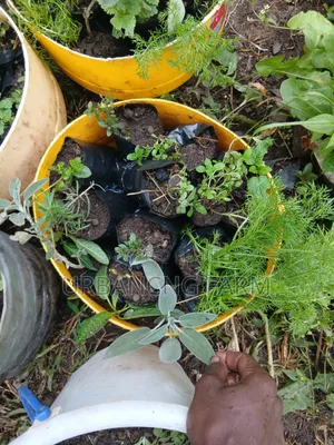 Chamomile Seedlings Available