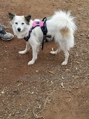 6-12 months Female Purebred Japanese Spitz