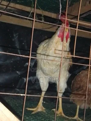 Kienyeji Chicken for Sale