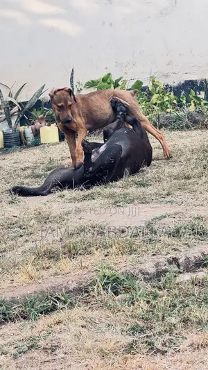 3-6 months Male Mixed Breed Boerboel