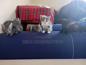 1-3 months Male Mixed Breed Cat