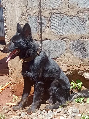 6-12 months Male Purebred German Shepherd
