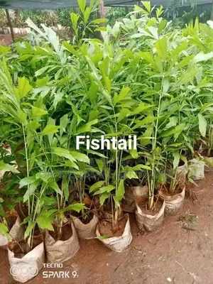 Fox Tail Palms