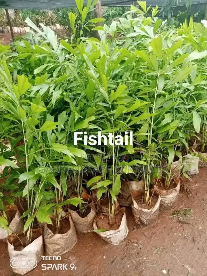 Fox Tail Palms