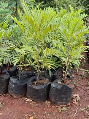 Thika Palms