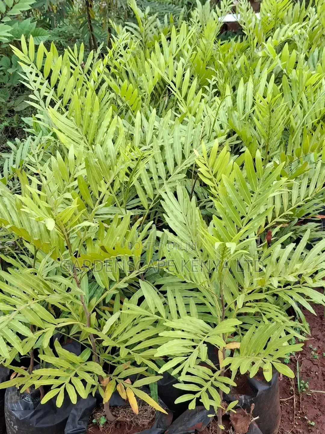 Thika Palms