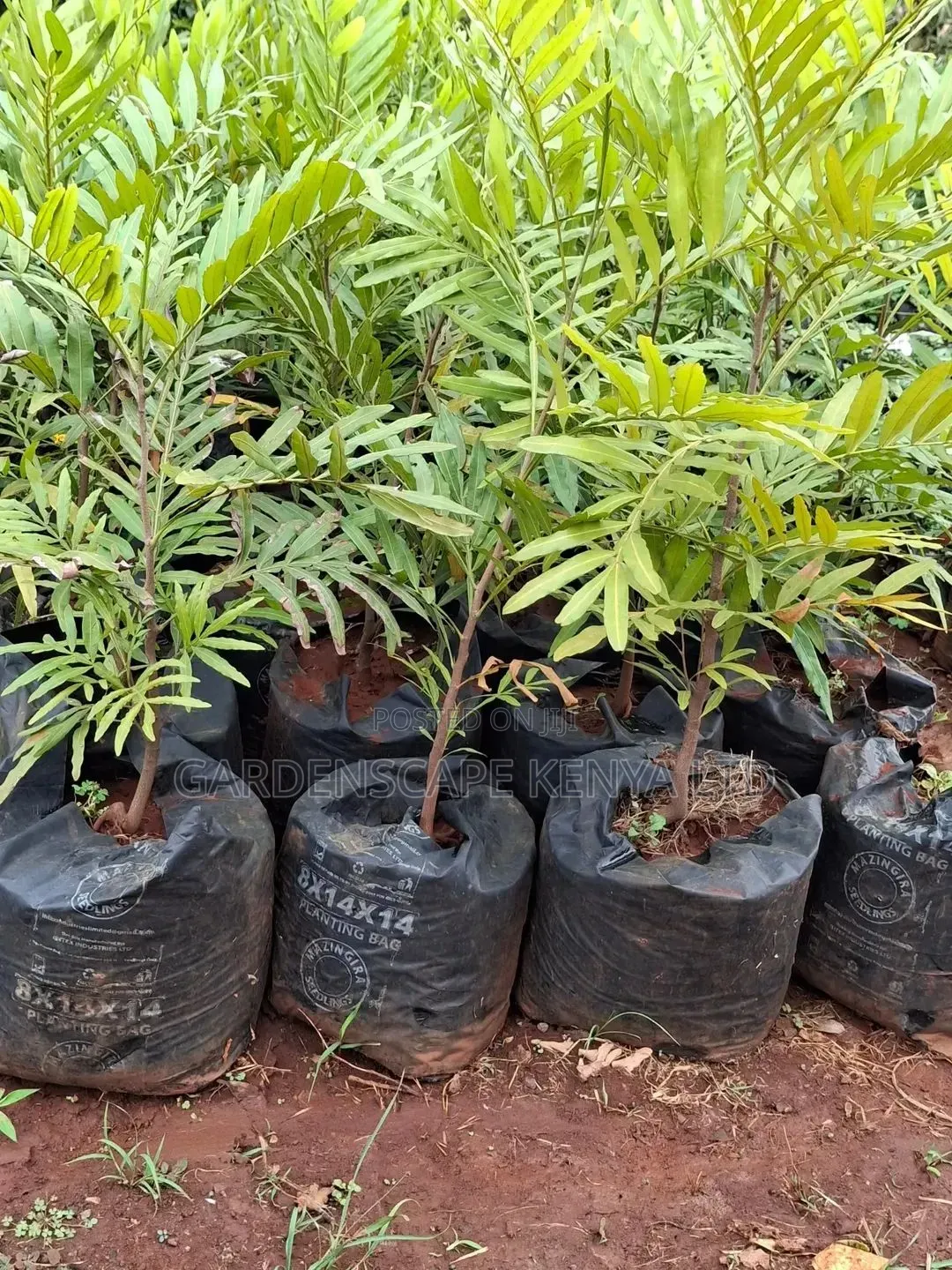 Thika Palms
