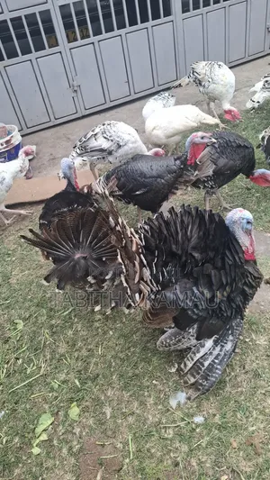 Turkey Birds