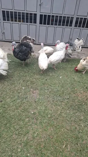 Turkey Birds