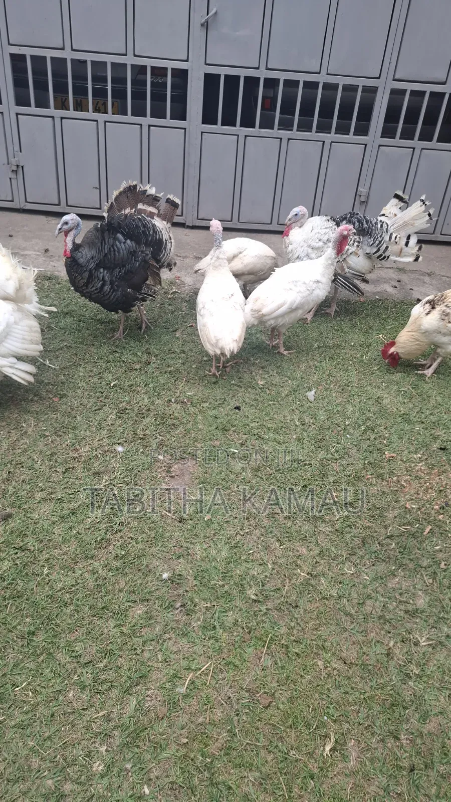 Turkey Birds