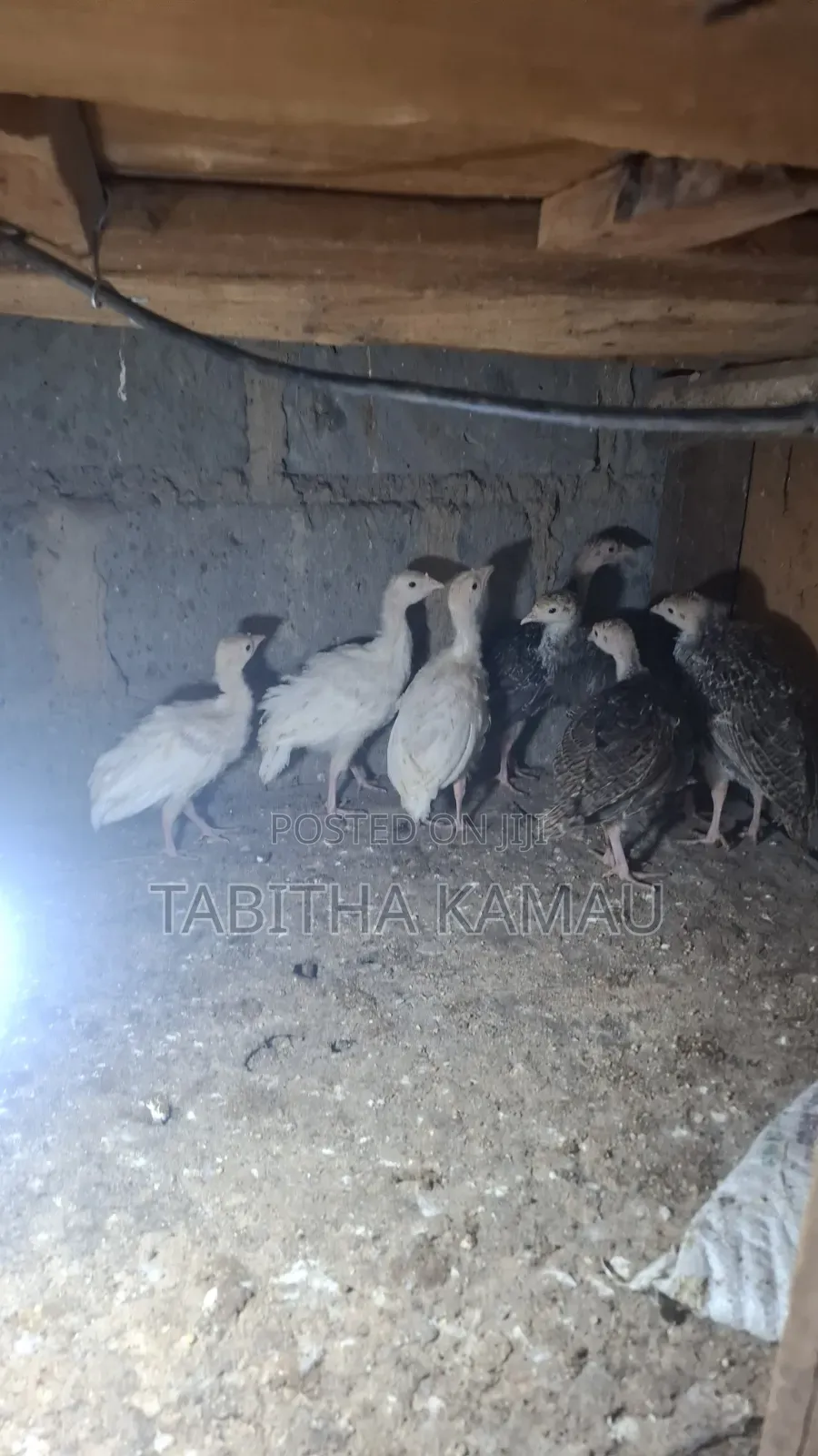 Turkey Chicks