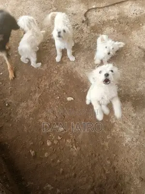 3-6 months Female Purebred Japanese Spitz