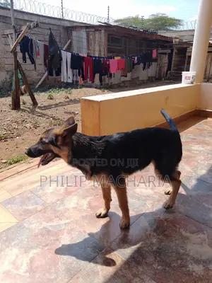 3-6 months Female Purebred German Shepherd