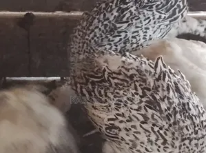 Turkeys 2 Months Old Chick S on Sell