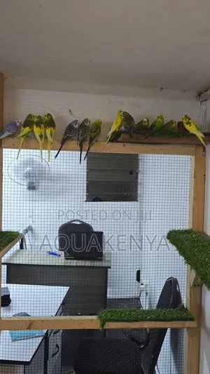 Ornamental Home Birds,Budgies Birds