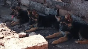 1-3 months Male Purebred German Shepherd