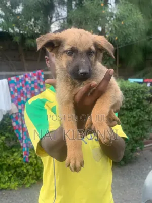 1-3 months Male Mixed Breed German Shepherd
