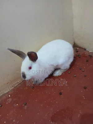 6 Month Old Hybrid Male Rabbit for Sale