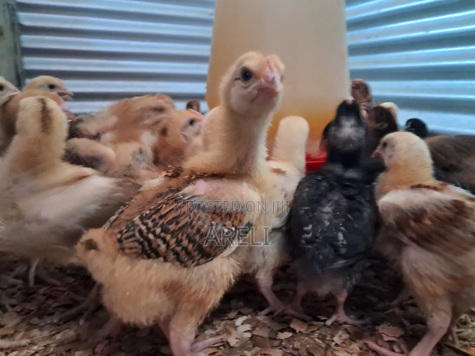 Improved Kienyeji Chicks