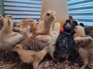 Improved Kienyeji Chicks