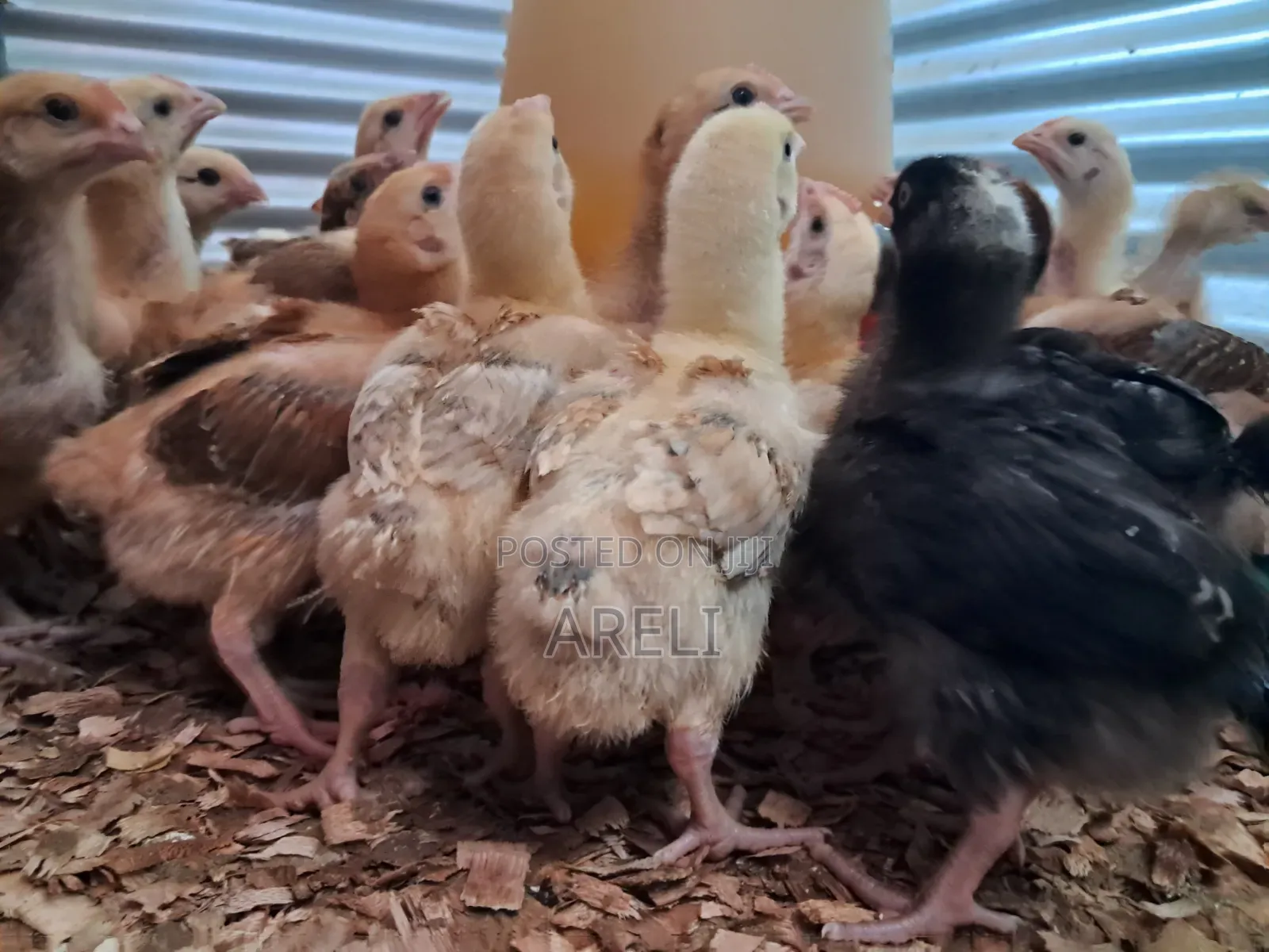 Improved Kienyeji Chicks