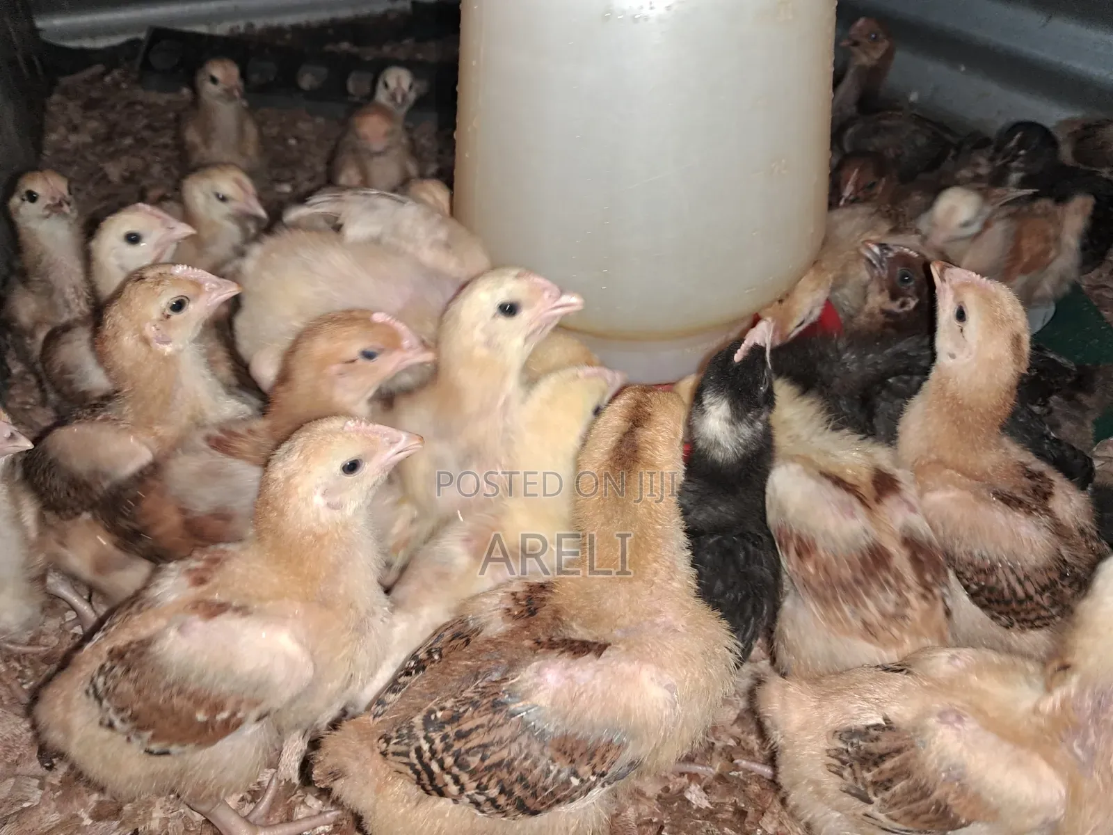 Improved Kienyeji Chicks